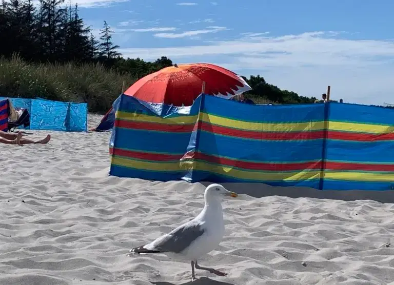 Möwe läuft auf dem Strand